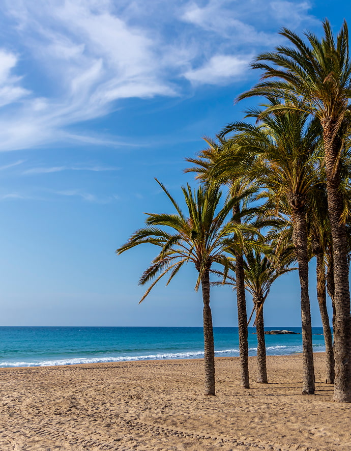 Palmeras sobre la arena en la Playa del Torres,  en Villajoyosa